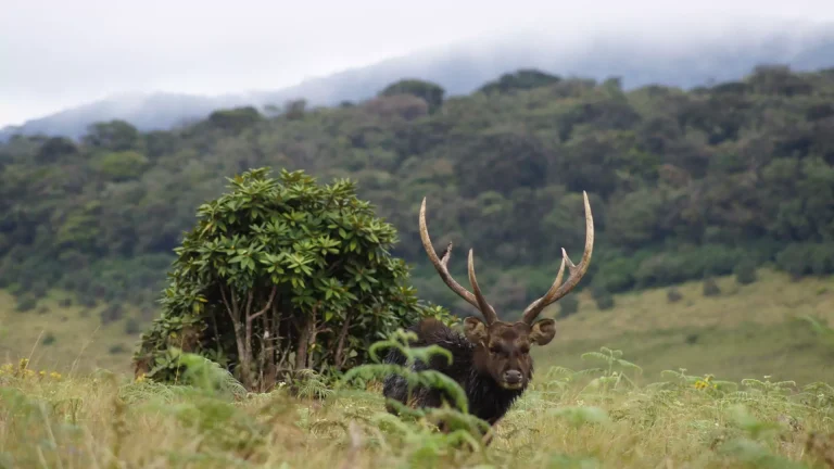 Discovering Horton Plains: A Journey into Biodiversity and Conservation